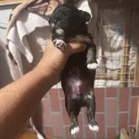 Tri color Merle  Sylvester , a male Chihuahua for sale in Maquoketa, IA – 4 of 10