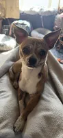 Red , a male Chihuahua for sale in Maquoketa, IA – 6 of 10