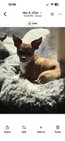 Red , a male Chihuahua for sale in Maquoketa, IA – 5 of 10