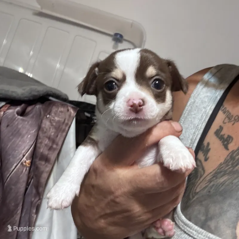 Tux  – Chihuahua puppy for sale in Maquoketa, IA
