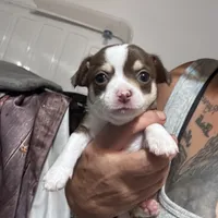 Tux , a male Chihuahua for sale in Maquoketa, IA – 1 of 9