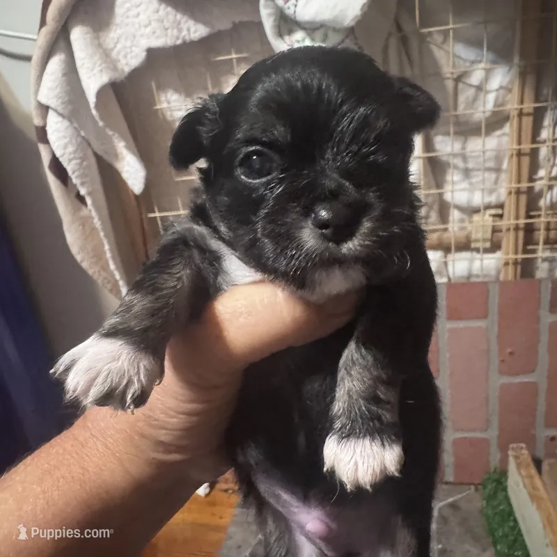 Sylvester  – Chihuahua puppy for sale in Maquoketa, IA