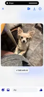 Red , a male Chihuahua for sale in Maquoketa, IA – 8 of 10