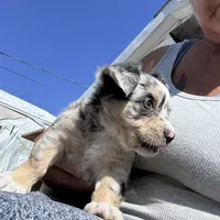 Tri color Merle , a female Chihuahua for sale in Maquoketa, IA – 4 of 10
