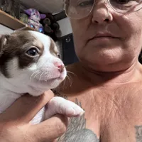 Tux , a male Chihuahua for sale in Maquoketa, IA – 2 of 9