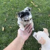 Long haired Merle girl. , a female Chihuahua for sale in Maquoketa, IA – 2 of 10