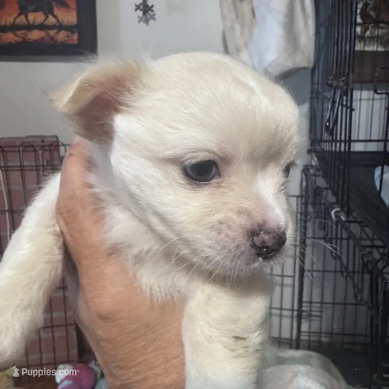 Cloud – Chihuahua puppy for sale in Maquoketa, IA