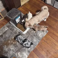 Long haired Merle girl. , a female Chihuahua for sale in Maquoketa, IA – 6 of 10