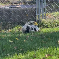 Long haired Merle girl. , a female Chihuahua for sale in Maquoketa, IA – 3 of 10