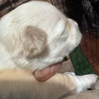 Cream , a male Chihuahua for sale in Maquoketa, IA – 3 of 9