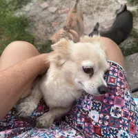 Red , a male Chihuahua for sale in Maquoketa, IA – 9 of 10