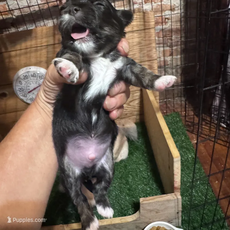 Sylvester  – Chihuahua puppy for sale in Maquoketa, IA