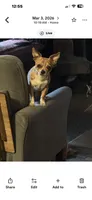 Cloud, a male Chihuahua for sale in Maquoketa, IA – 10 of 10