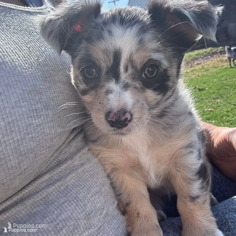 Tri color Merle  – Chihuahua puppy for sale in Maquoketa, IA