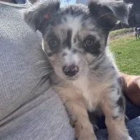 Tri color Merle , a female Chihuahua for sale in Maquoketa, IA – 3 of 10