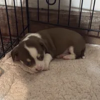 Tux , a male Chihuahua for sale in Maquoketa, IA – 3 of 9