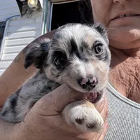 Tri color Merle , a female Chihuahua for sale in Maquoketa, IA – 5 of 10