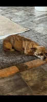 Red , a male Chihuahua for sale in Maquoketa, IA – 4 of 10