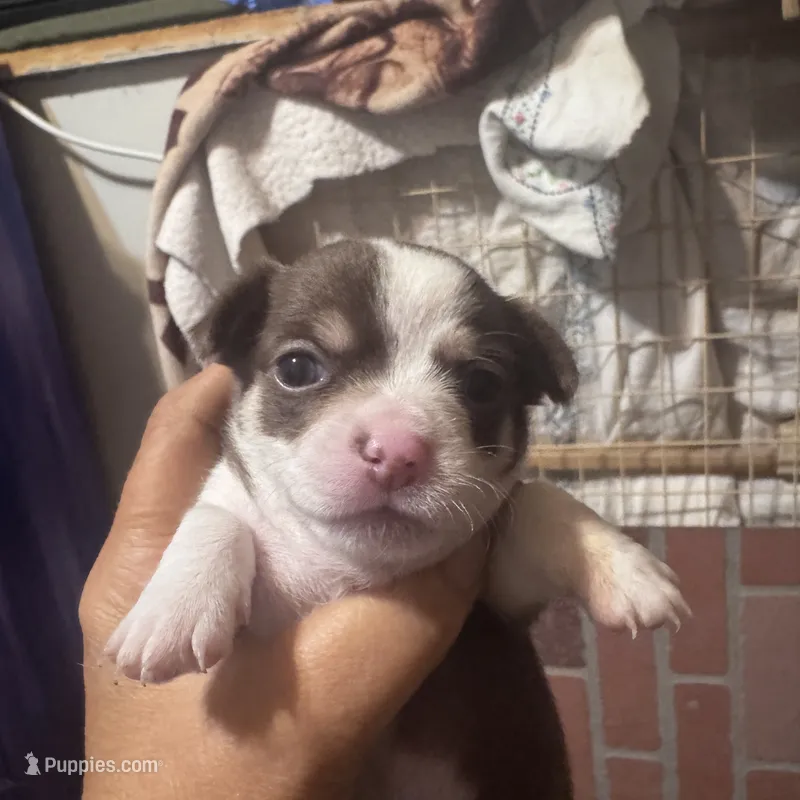 Red  – Chihuahua puppy for sale in Maquoketa, IA