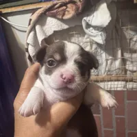 Red , a male Chihuahua for sale in Maquoketa, IA – 1 of 10