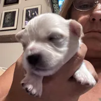 Cream , a male Chihuahua for sale in Maquoketa, IA – 5 of 9