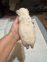 Teddybear , a male Chihuahua for sale in Maquoketa, IA – Photo 2 of 6