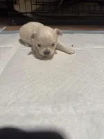 Teddybear , a male Chihuahua for sale in Maquoketa, IA – Photo 6 of 6