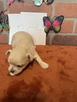 Teddybear , a male Chihuahua for sale in Maquoketa, IA – Photo 4 of 6