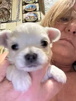 Teddybear , a male Chihuahua for sale in Maquoketa, IA – Photo 1 of 6