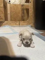 Teddybear , a male Chihuahua for sale in Maquoketa, IA – Photo 5 of 6