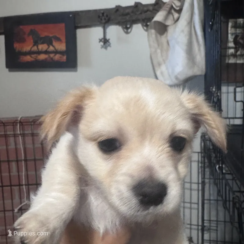 Cream  – Chihuahua puppy for sale in Maquoketa, IA