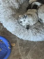 Little bit, a female Chihuahua for sale in Maquoketa, IA – Photo 7 of 9