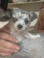 Little bit, a female Chihuahua for sale in Maquoketa, IA – Photo 2 of 9