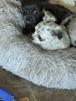 Little bit, a female Chihuahua for sale in Maquoketa, IA – Photo 6 of 9