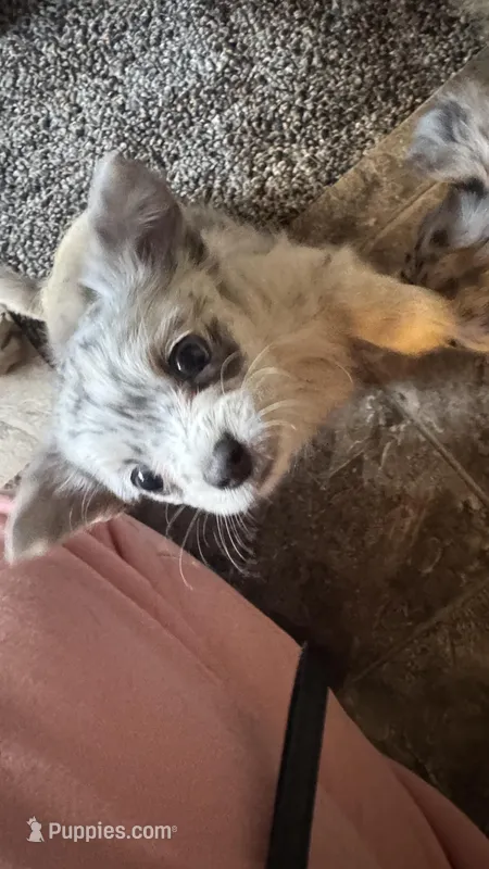 Little bit, a female Chihuahua for sale in Maquoketa, IA – Photo 1 of 9