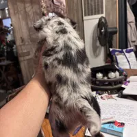 Tri color Merle , a female Chihuahua for sale in Maquoketa, IA – 2 of 10