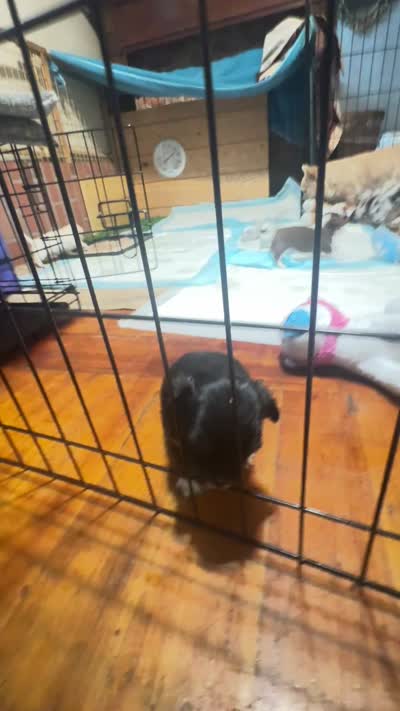 Tri color Merle  , a male Chihuahua for sale in Maquoketa, IA – 2 of 10