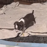 Tux , a male Chihuahua for sale in Maquoketa, IA – 4 of 9