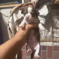Red , a male Chihuahua for sale in Maquoketa, IA – 2 of 10