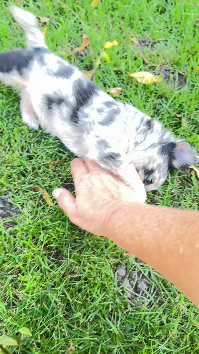 Long haired Merle girl. , a female Chihuahua for sale in Maquoketa, IA – 10 of 10