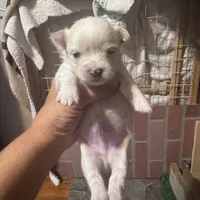 Cloud, a male Chihuahua for sale in Maquoketa, IA – 4 of 10