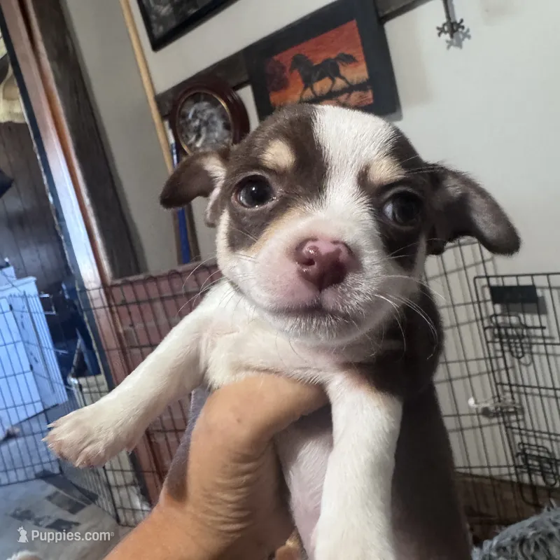 Tux  – Chihuahua puppy for sale in Maquoketa, IA