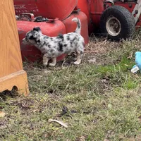 Tri color Merle , a female Chihuahua for sale in Maquoketa, IA – 6 of 10