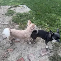 Red , a male Chihuahua for sale in Maquoketa, IA – 10 of 10