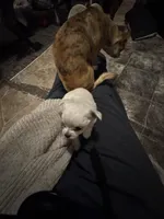 Teddybear , a male Chihuahua for sale in Maquoketa, IA – Photo 3 of 10