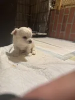 Teddybear , a male Chihuahua for sale in Maquoketa, IA – Photo 7 of 10