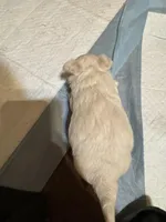 Teddybear , a male Chihuahua for sale in Maquoketa, IA – Photo 5 of 10