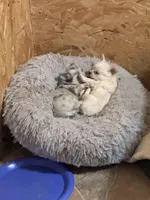 Teddybear , a male Chihuahua for sale in Maquoketa, IA – Photo 10 of 10