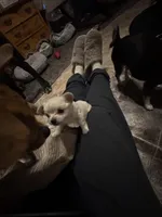 Teddybear , a male Chihuahua for sale in Maquoketa, IA – Photo 2 of 10