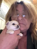 Teddybear , a male Chihuahua for sale in Maquoketa, IA – Photo 6 of 10